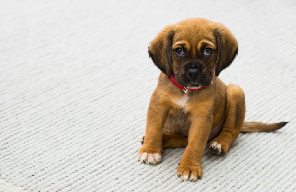 Cute puppy with a red collar sitting on a light carpet indoors.